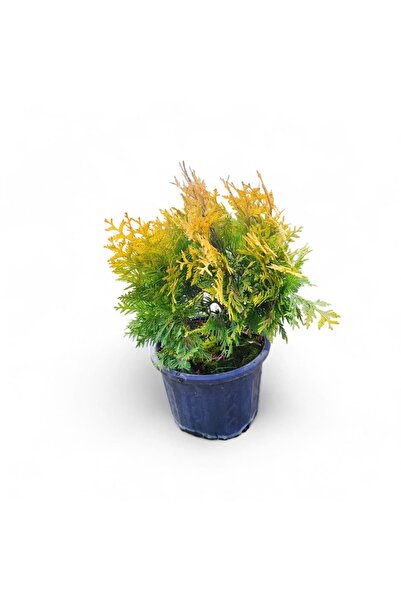 Sunkist Mazı 20–30 cm (Çap 25–30 cm)