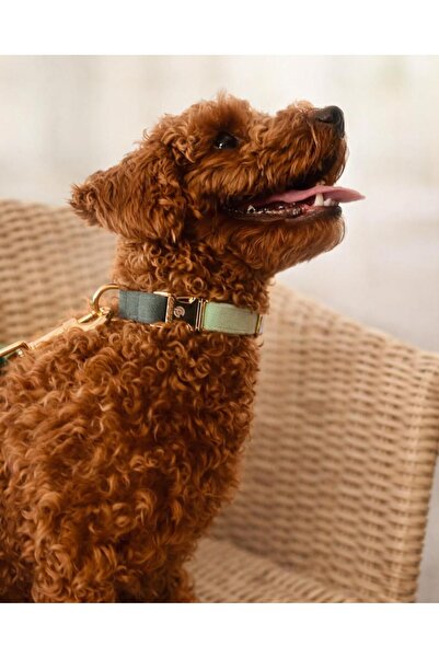 GoPawGo طوق كلب شيلبيا الأخضر مع حلية ساحرة