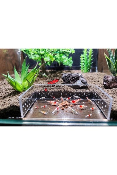 Akvaryum 1 Adet Şeffaf Pleksi Karides Balık Canlıları Beslenme Alanı Bölmesi ...