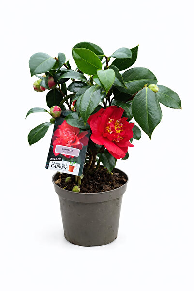 Ernaz Bitki Dünyası Japon Kamelyası (Camellia Japonica) 40-50 Cm | 15 Cm Saks...