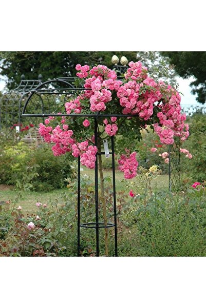 Ecotera Trandafir cățărător roz pe tulpină – Trandafir pendular spectaculos 1...