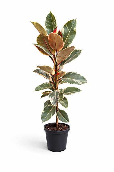 Ernaz Bitki Dünyası Ficus Elastica ‘Ruby’ – Renkli Yapraklı Kauçuk Bitkisi | ...