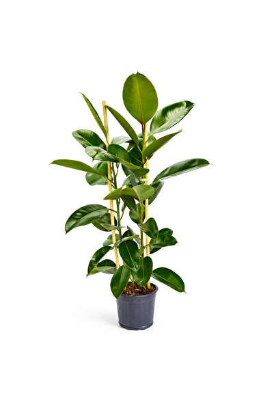ERNAZ Ficus Elastica ‘Robusta’ Yeşil Yapraklı Kauçuk Bitkisi | 80-90 cm Boy 2...