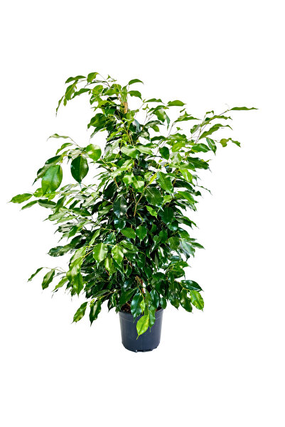 ERNAZ Ficus Benjamin Danielle Yeşil Yapraklı | 21 cm Saksı 100–110 cm | Dekor...