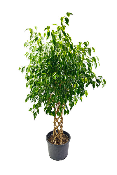 ERNAZ Ficus Benjamin Danielle Örgülü Gövde 30 cm Saksı 140-150 cm | Sarı-Yeşi...