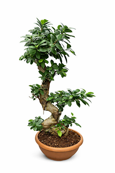 Ernaz Bitki Dünyası Ficus Ginseng Bonsai S Form 70–80 cm | Dekoratif Bonsai A...
