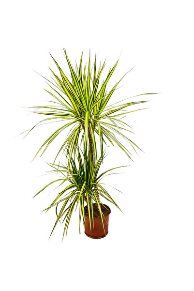 ERNAZ Dracaena Marginata ‘Sarya’ 2 Gövdeli | 17 cm Saksı 90–100 cm | Dekorati...