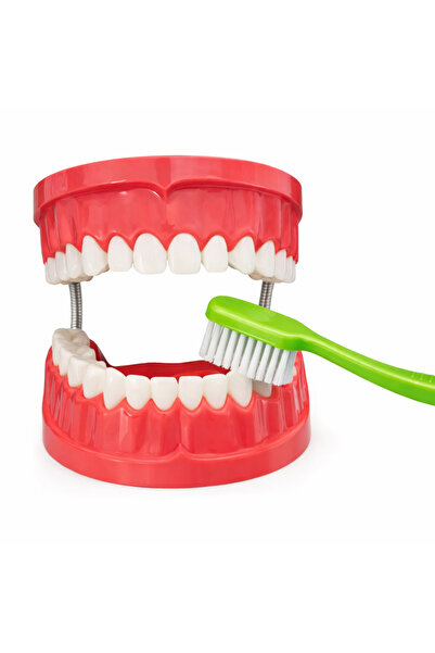 Laylay Toys Educational Tooth Brushing Model Kindergarten Toys