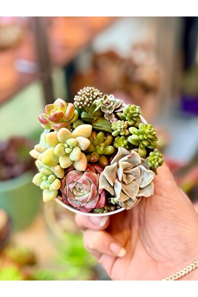 Mialys Mikro Sukulent Aranjmanı Hediyelik Canlı Bitki - 8 cm Saksıda