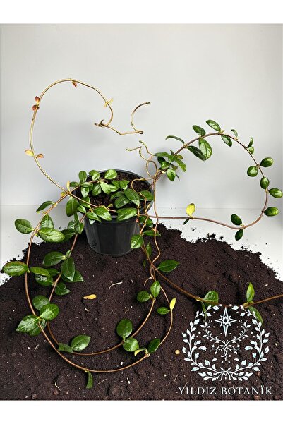 YILDIZ BOTANİK Kokulu Arap Yasemini Sarmaşığı Fidanı 60-70 Cm 1 Saksıda 3 Kök...