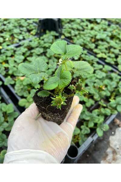 Kağan Fide Market Yediveren Çilek Fidesi 4 ADET