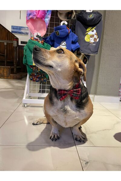 VERAPAWS ربطة عنق للكلاب بتصميم خاص – بنمط منقوش، إكسسوار أنيق باللون الأزرق ...