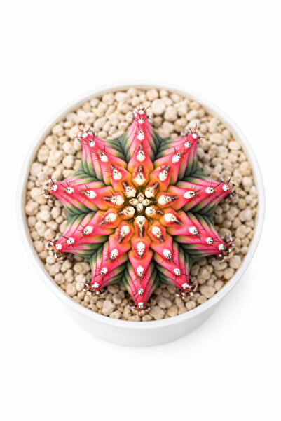 Mialys Premium İthal Kaktüs Gymnocalycium Taiwan Multicolor Variegated Nadir ...