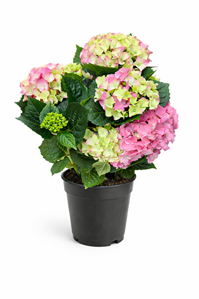 ERNAZ Ortanca (Hydrangea Macrophylla) Pembe Renk | 35-40 Cm 14 Cm Saksı | Can...