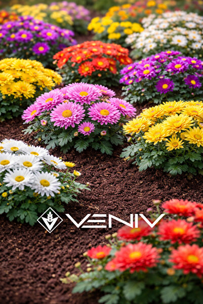 VENİV 10 Adet Kasım Patı Tohumu