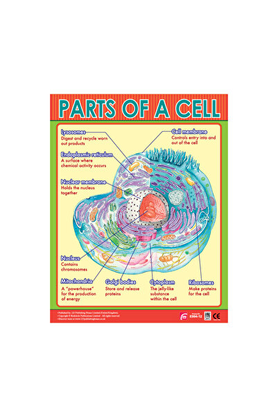 123Publishing House أجزاء الخلية - مخطط حائط باللغة الإنجليزية