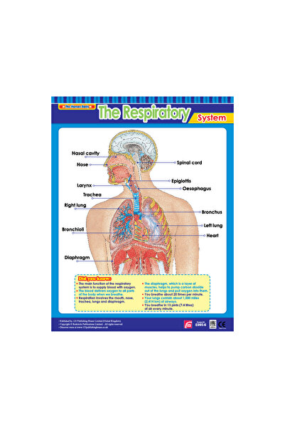 123Publishing House الجهاز التنفسي - لوحة جدارية باللغة الإنجليزية
