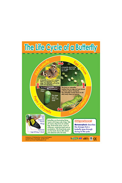 123Publishing House دورة حياة الفراشة - لوحة جدارية باللغة الإنجليزية