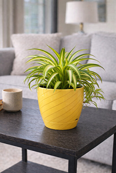 Binbirreyon Parlak Saksı 14x13cm Renkli Desenli Saksı 1 Adet AH167