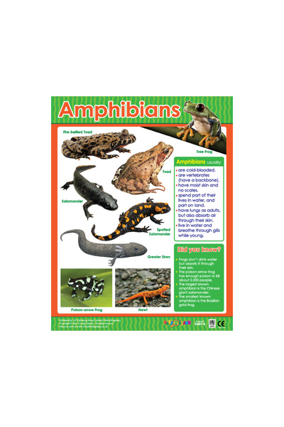 123Publishing House البرمائيات - لوحة جدارية باللغة الإنجليزية