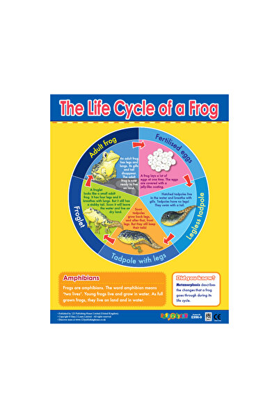 123Publishing House دورة حياة الضفدع - لوحة جدارية باللغة الإنجليزية