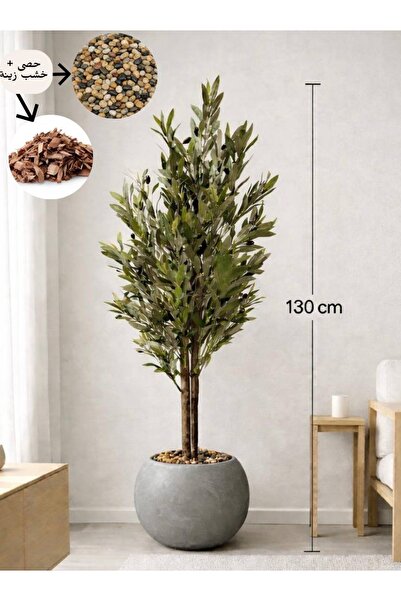 MG شجرة زيتون بفرعين بطول 130 سم ومركن مكور
