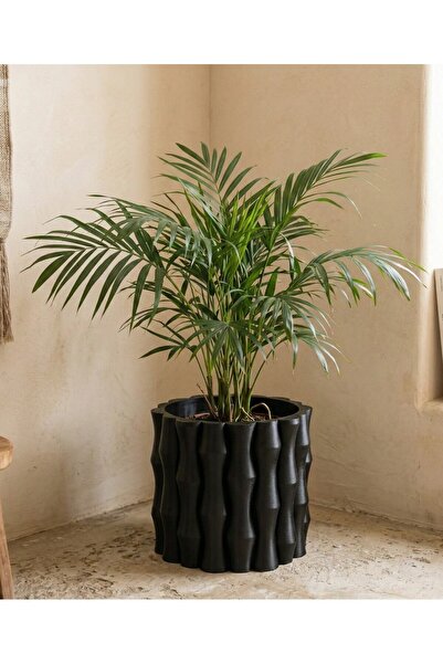 Store Bambu Beton Saksı 5L - Dekoratif Modern Büyük Saksı – İç Mekan Salon Of...