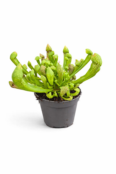 Ernaz Bitki Dünyası Sürahi Bitkisi (Sarracenia ) Etobur Böcekçil Bitki | Sine...