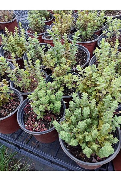 artemisiatıbbibitki Bilyalı Kekik Fidesi Saksıda - 14 Cm'lik Saksı