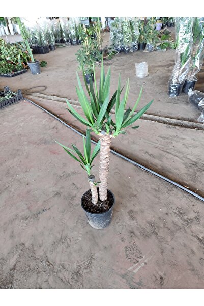 Yades 100 cm Canlı Yuka Çiçeği 2'li Gövde Yucca Aloifolia Salon Bitkisi Büyük...