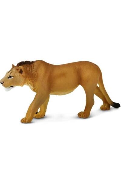 Safari Leu (mascul adolescent)