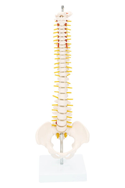 EgeAnatomi Maketleri Yarım Boy Omurga ve Pelvis Modeli (42 Cm) - Omurga Maketi
