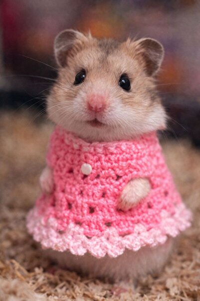 Berliva Home Hamster Örgü Elbise – Gezdirme Tasmalı Kemirgen Kıyafeti Pembe
