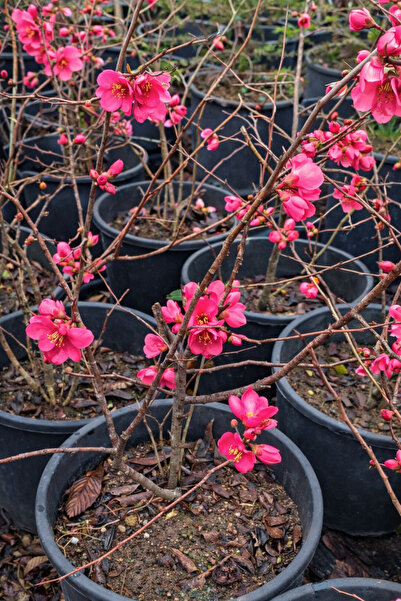 FİDANKÖY Japon Ayvasi, Bahar Dalı büyük saksida çalı formunda
