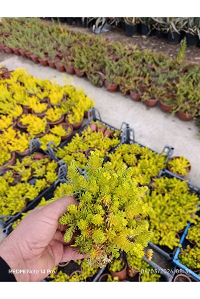 bitkidünyam Sarı Sedum Lemon Ball - 10,5'lik Saksıda Canlı Sukulent - Neon Sa...