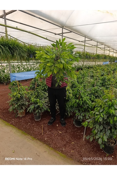 bitkidünyam İthal Benjamin Ficus - Dev Boy 80-100cm - Dolgun Formlu Salon Çiç...