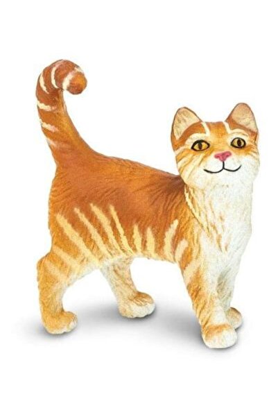 Safari Pisica tigrata de casa