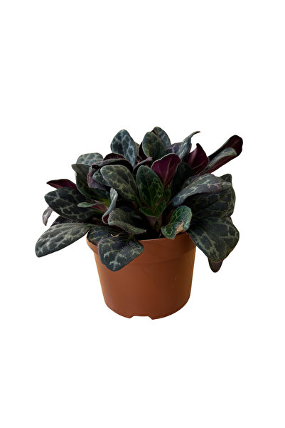 Betonish Primulina Yungfuensis (Menekşe Çiçeği)