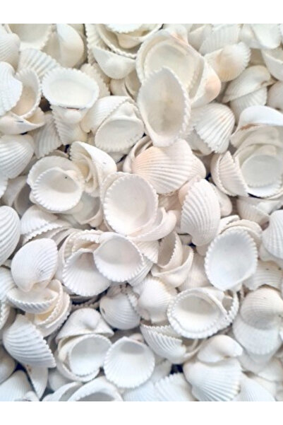 Armada 50 bucăți cochilii de trandafir albe (1cm-1,5cm)