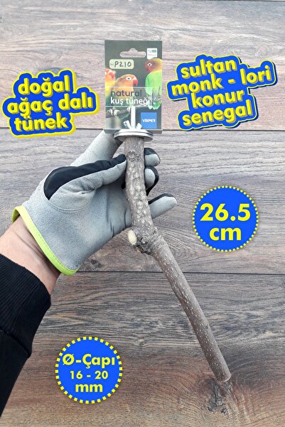 Vixpet فنتي دو ناجي باباجان الطبيعي |   سلطان، مونك، لوري، كونور، السنغال، سي...