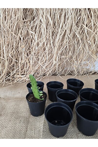 Ekodoğa Üretim Saksı 5 Adet 5,5x5 Cm Siyah Kaktüs Sukulent Üretim Saksısı Ren...