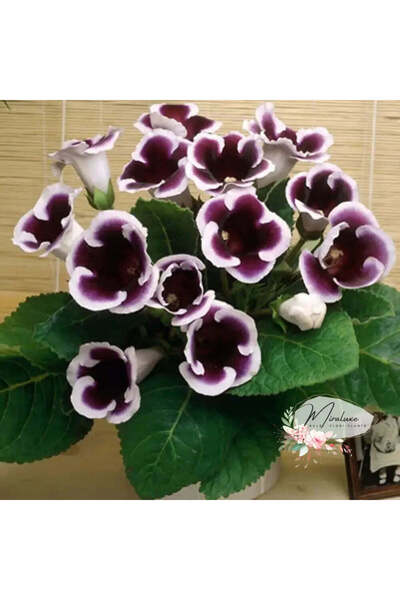 Miracle Garden Bulbi Gloxinia Kaiser Wilhelm