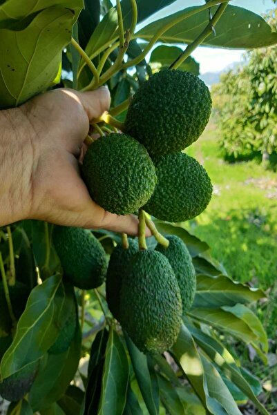bahcemdenonline Hass Avokado 1 kg
