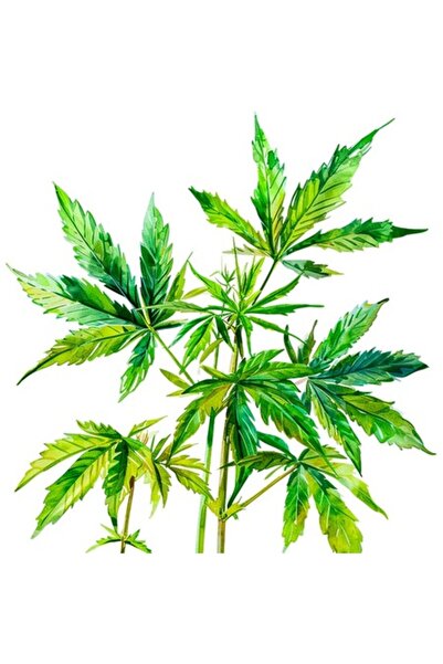 OEM Autocolant decorativ, frunze, verde