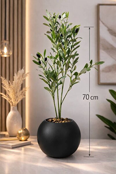 CENTRHOME شتلة زيتون بطول 70 cm بمركن مكور