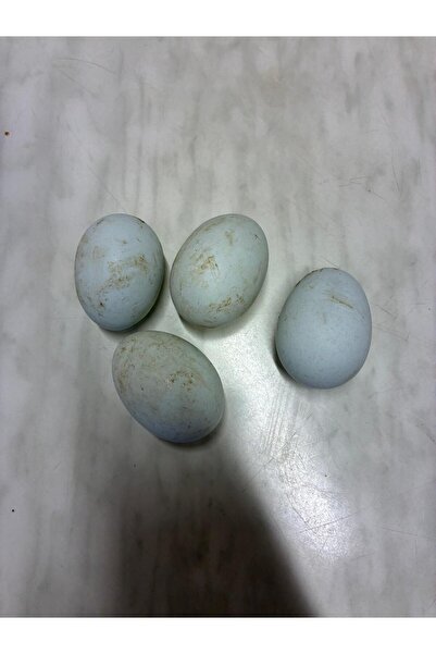 mersen33 Mavi Yumurta 30 adet Sofralık & Kuluçkalık (özel viyol ile gönderilir)