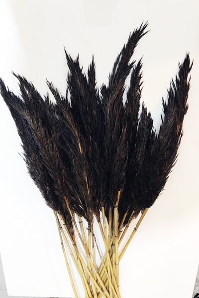 TROYA Şoklanmış Pampas Otu Antrasit 10 adet 100 cm Dekoratif Gerçek Kuru Çiçe...