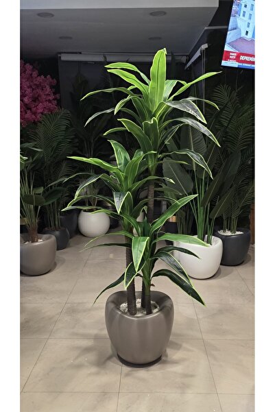 İremÇiçekçilik Kahverengi Hacimli eğri saksıda 3lü Yuka - 210 cm