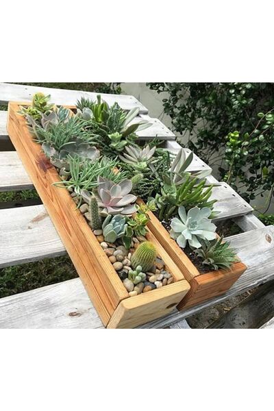 Empressco Uzun Ince Sukulent/kaktüs Aranjman Saksı /adet Fiyatı 30x10x8