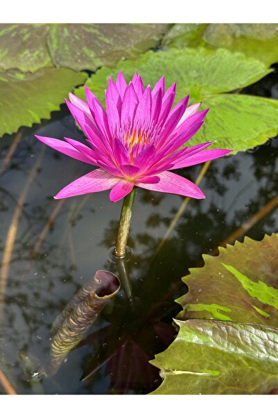 variegataseeds water lily nilüfer tohumu Pembe 10 adet